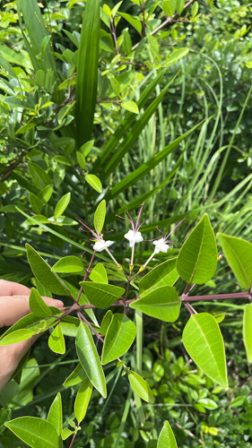 scrambling clerodendrum