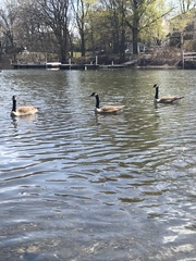 Branta canadensis