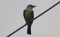 Tyrannus melancholicus