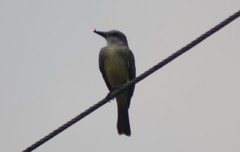 Tyrannus melancholicus