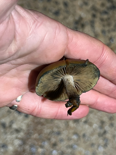 Psilocybe subaeruginosa