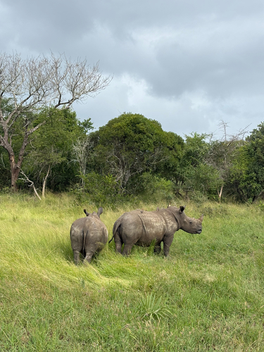 White rhinoceros