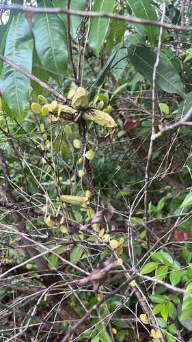 Malayan Urn Vine