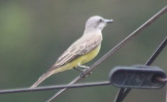 Tyrannus melancholicus