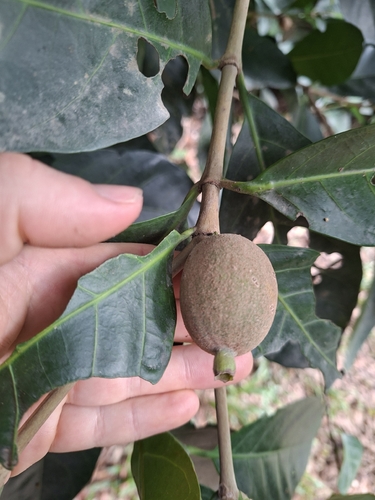 Atractocarpus sessilis observed 2026-06-29