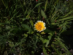 Layia gaillardioides