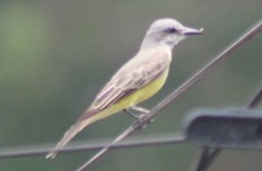 Tyrannus melancholicus