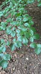 European beech