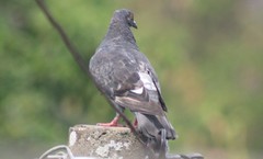 Columba livia