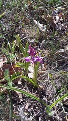 Anacamptis morio caucasica