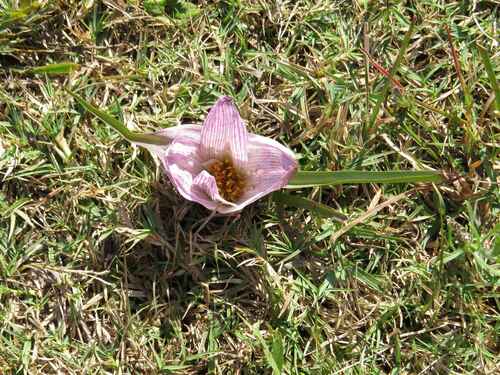 Pyjama Flower