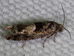 Pseudexentera hodsoni