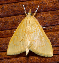 Ecpyrrhorrhoe puralis