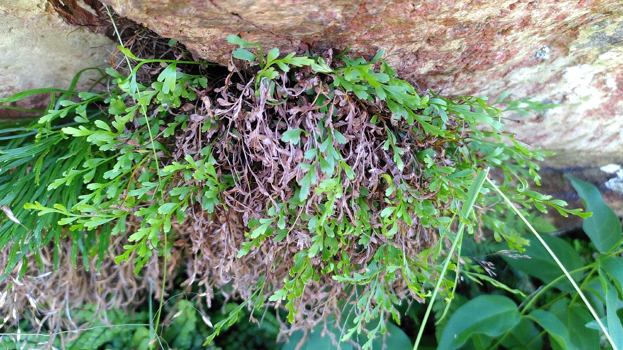 Asplenium × chasmophilum 3