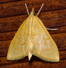 Ecpyrrhorrhoe puralis
