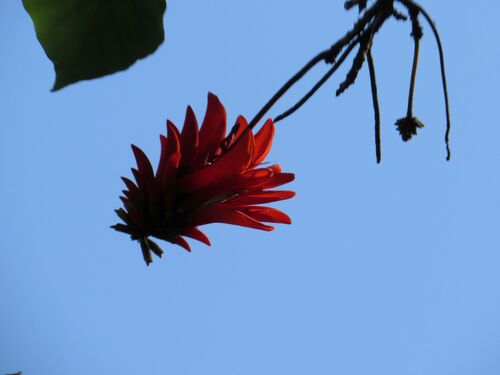 Common Coral Tree