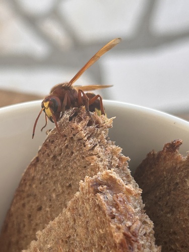 Oriental Hornet