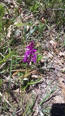 Anacamptis morio caucasica
