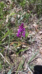 Anacamptis morio caucasica