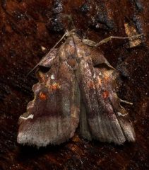 Clydonopteron sacculana