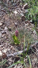 Anacamptis morio caucasica
