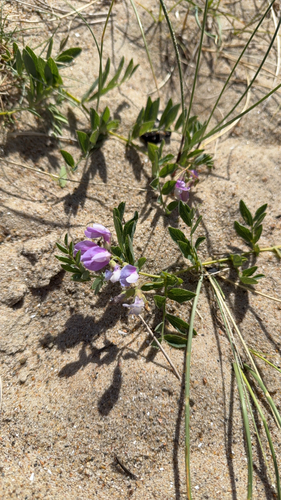 seaside pea