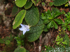 Wahlenbergia pygmaea pygmaea
