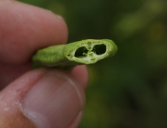 Ceutorhynchus chalybaeus