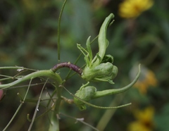 Ceutorhynchus chalybaeus