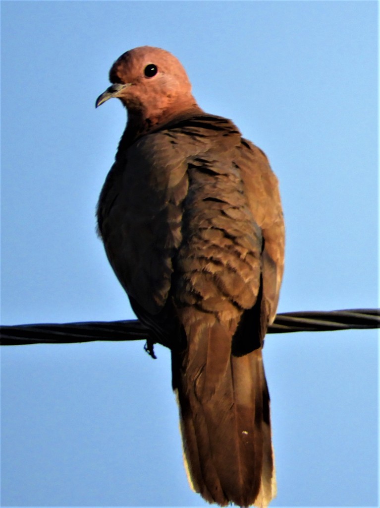 Laughing dove - Wikipedia