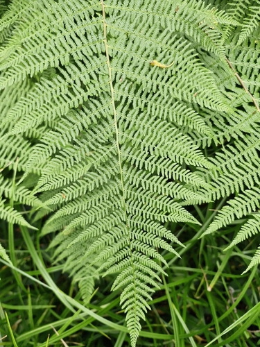 lady fern