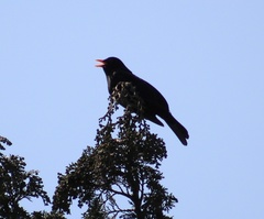 Turdus merula