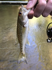 Micropterus henshalli