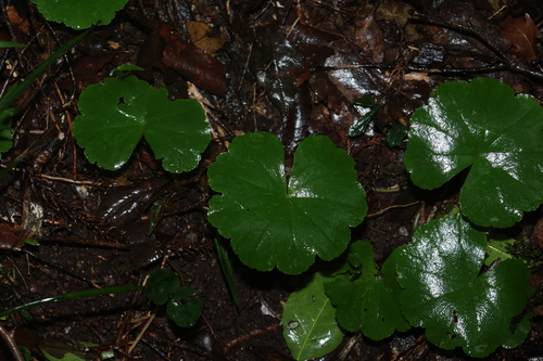 Hydrocotyle pedicellosa, photograph 2