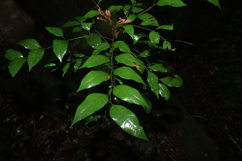 Sarcopteryx stipata, photograph 1