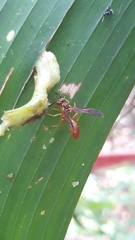 Agelaia centralis image