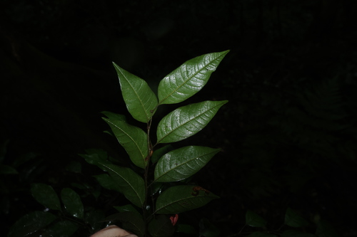 Sarcopteryx stipata, photograph 3
