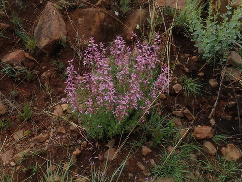 Ocimum labiatum, photograph 2