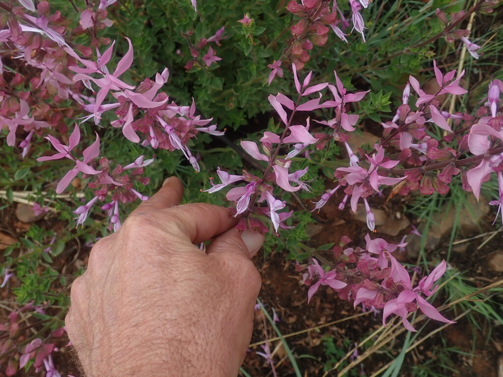 Ocimum labiatum; photograph author not stated, no rights reserved