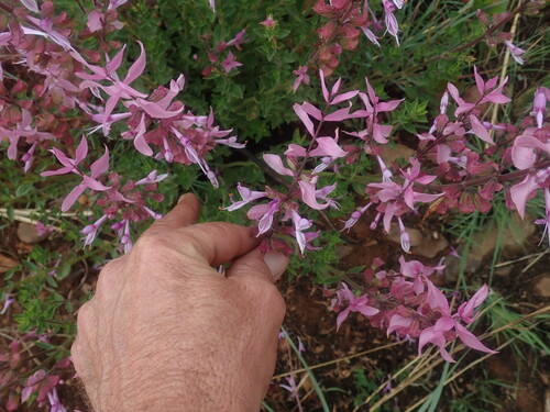 Ocimum labiatum