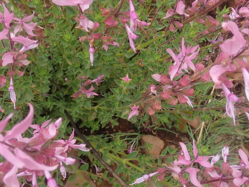 Ocimum labiatum, photograph 1