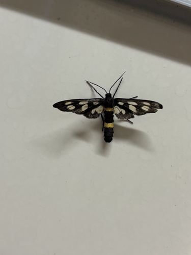 Japanese Nine-spotted Moth