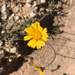 Amblyolepis setigera