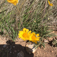 Amblyolepis setigera