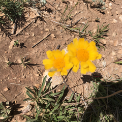 Amblyolepis setigera