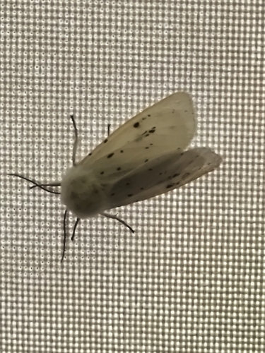 White Ermine