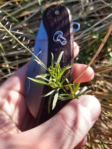 Lepidium africanum, photograph 4