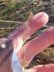 Lepidium africanum, photograph author not stated, no rights reserved