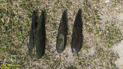 Lanceolaria acrorrhyncha