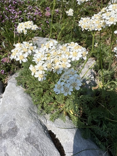 Achillea abrotanoides (Achillea abrotanoides)